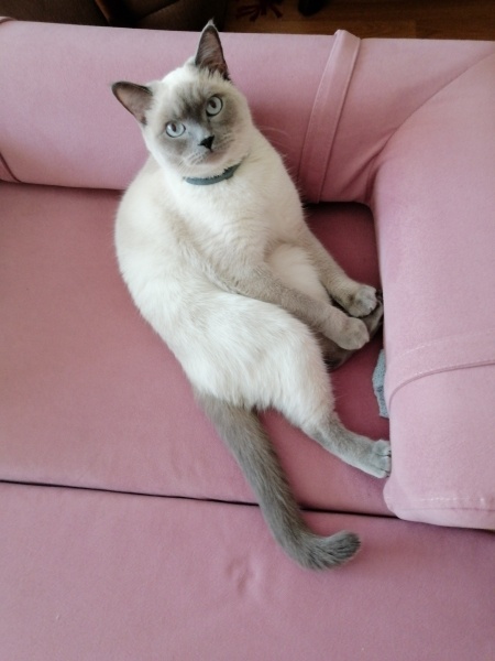 British Shorthair, Kedi  Bulut fotoğrafı