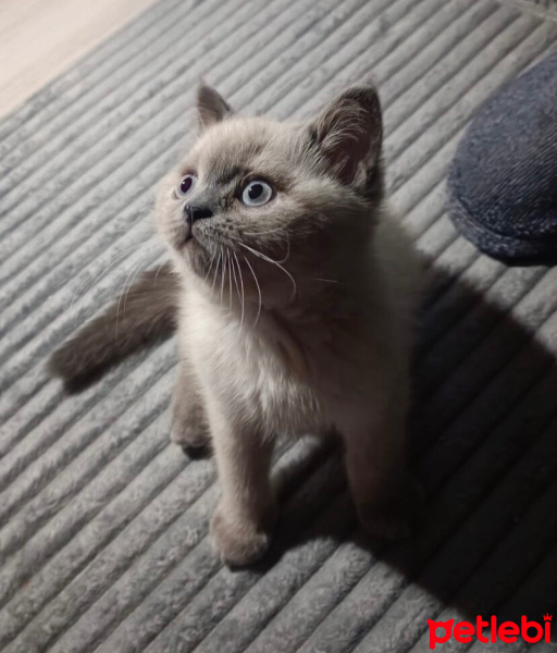 Scottish Fold, Kedi  Duman fotoğrafı