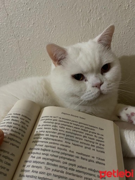 Brazilian Shorthair, Kedi  Zeus fotoğrafı