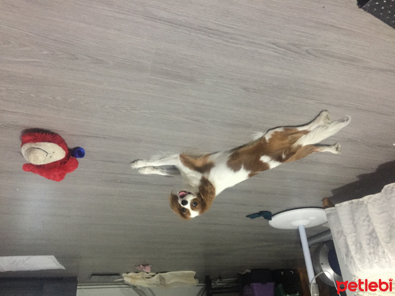 Cavalier King Charles Spanieli, Köpek  Queen  fotoğrafı