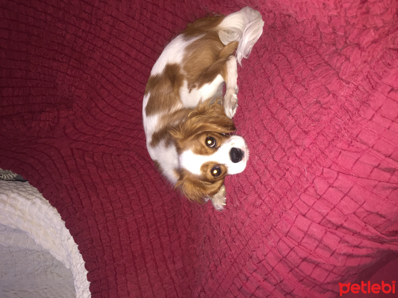 Cavalier King Charles Spanieli, Köpek  Queen  fotoğrafı