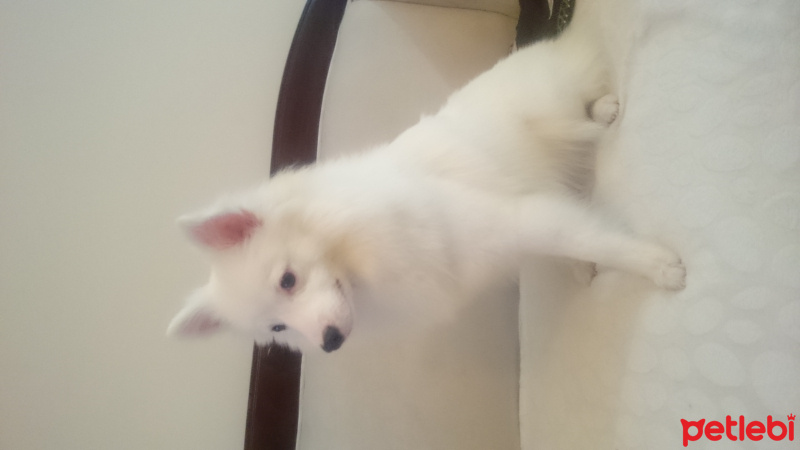 Pomeranyalı, Köpek  Adı PAMUK cinsi JAPON ŞPİTS NUMARAM AÇIKLAMADA fotoğrafı