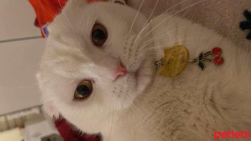 Scottish Fold, Kedi  Venüs fotoğrafı