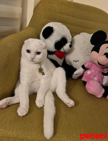 Scottish Fold, Kedi  Venüs fotoğrafı