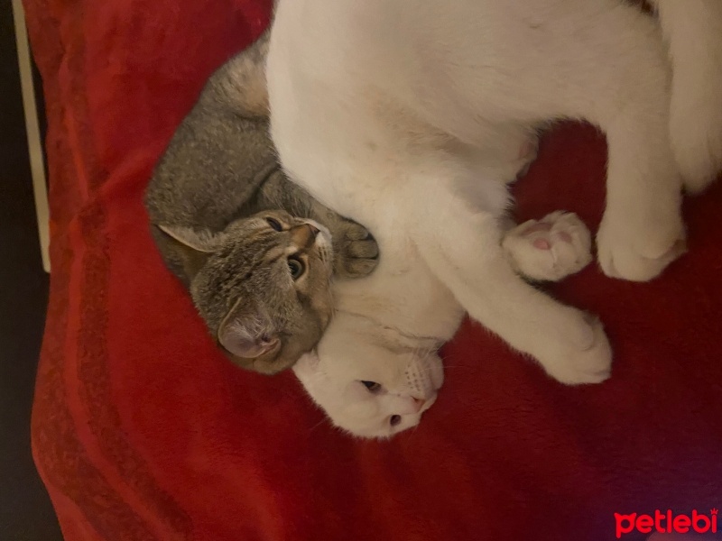 Scottish Fold, Kedi  Venüs fotoğrafı