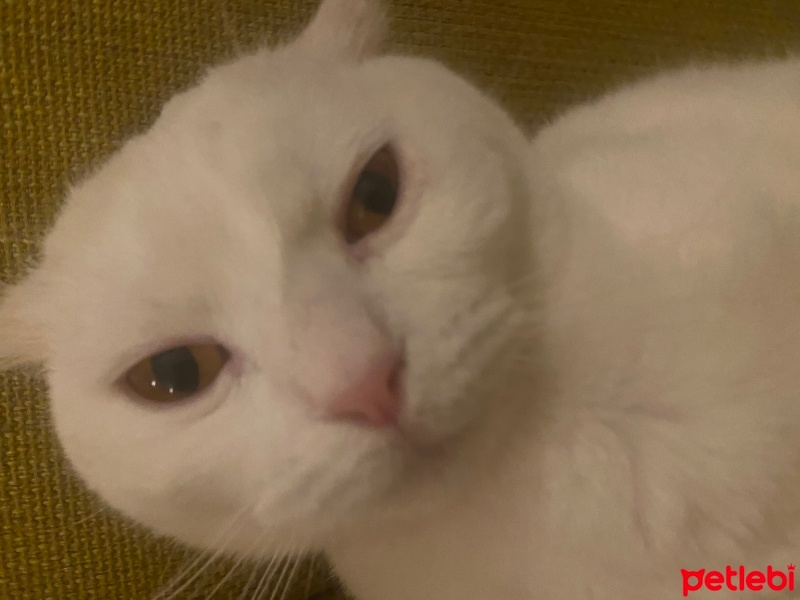Scottish Fold, Kedi  Venüs fotoğrafı