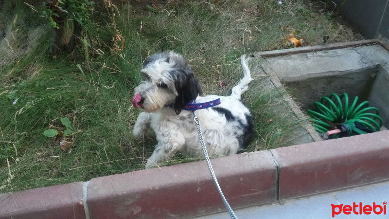 Airedale Terrier, Köpek  Sofia fotoğrafı
