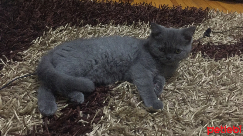 British Shorthair, Kedi  Lili fotoğrafı