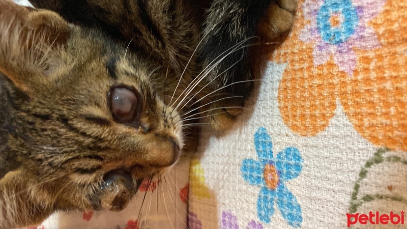 Tekir Kedi, Kedi  Şans fotoğrafı