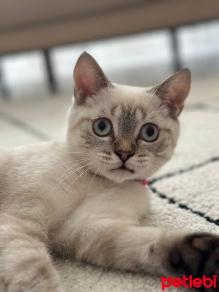 Brazilian Shorthair, Kedi  Odin fotoğrafı