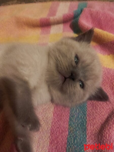 British Shorthair, Kedi  Gris fotoğrafı