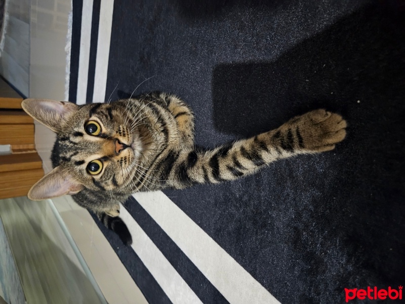 Tekir Kedi, Kedi  Sevgi yumağı Limon fotoğrafı