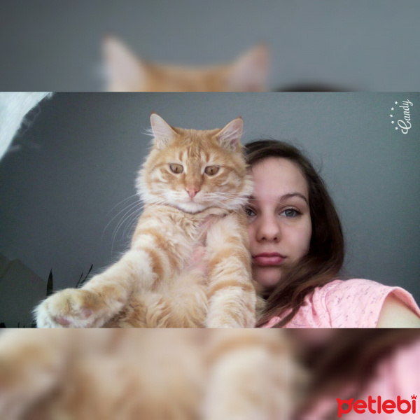 Tekir Kedi, Kedi  Paşa fotoğrafı