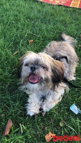 Pekingese, Köpek  Tina fotoğrafı