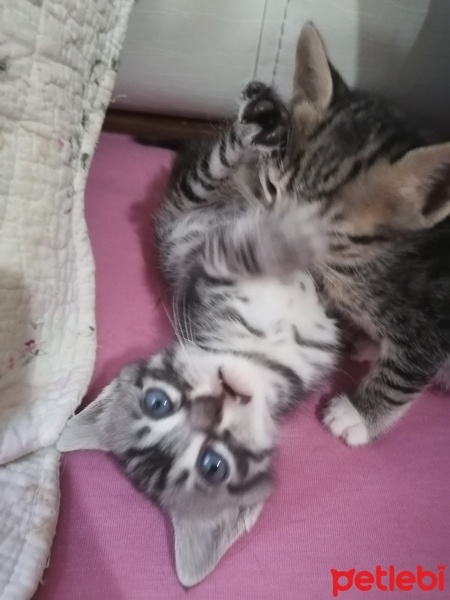 Tekir Kedi, Kedi  Boncuk fotoğrafı