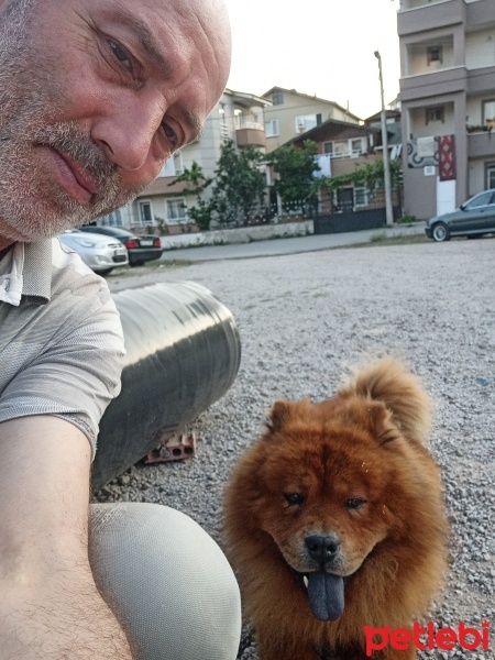 Chow Chow (çin Aslanı), Köpek  REX fotoğrafı