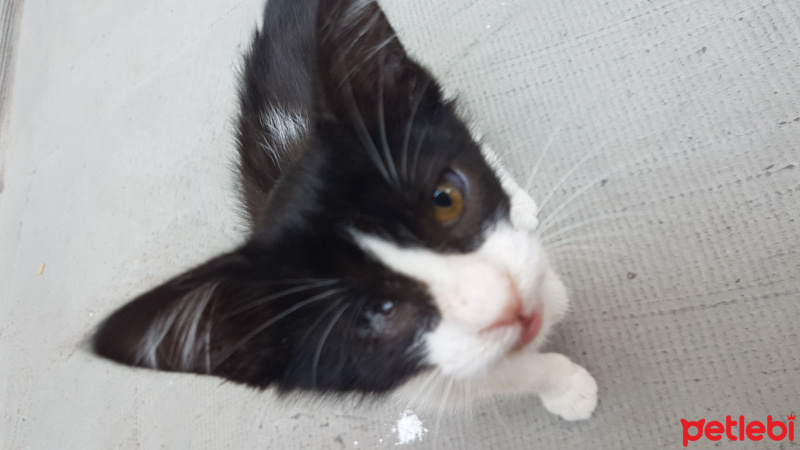 Tekir Kedi, Kedi  Badem fotoğrafı