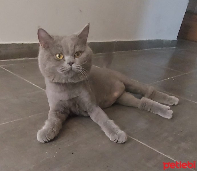 British Shorthair, Kedi  Çakıl fotoğrafı