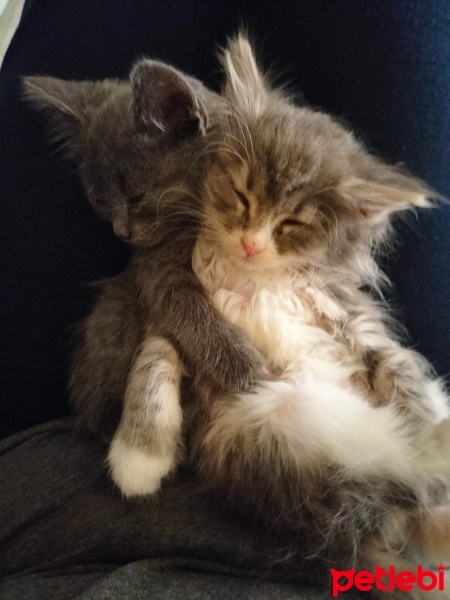 Mavi Rus, Kedi  Lola&Felix fotoğrafı