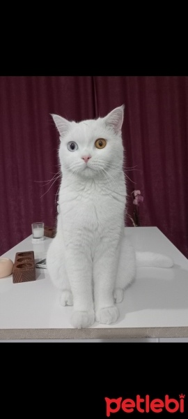 Scottish Fold, Kedi  Pamuk fotoğrafı