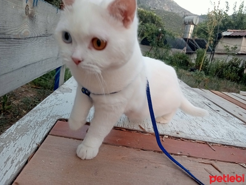 Scottish Fold, Kedi  Pamuk fotoğrafı
