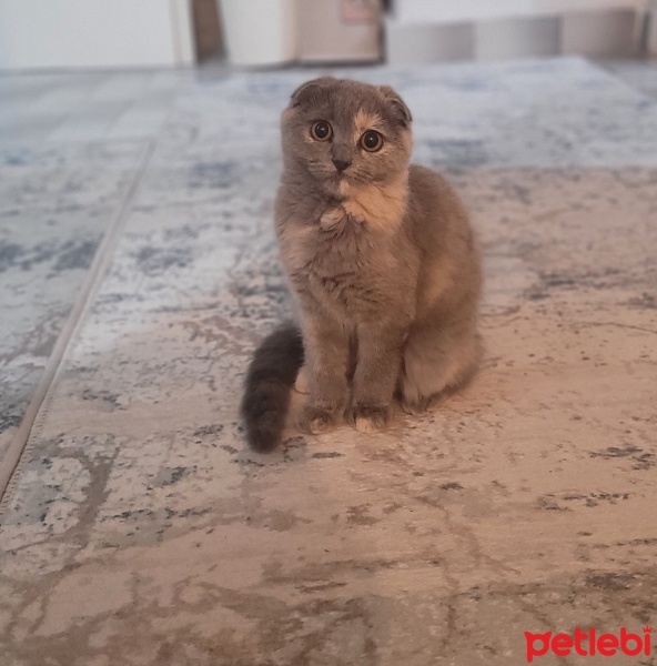 Scottish Fold, Kedi  Muffin fotoğrafı