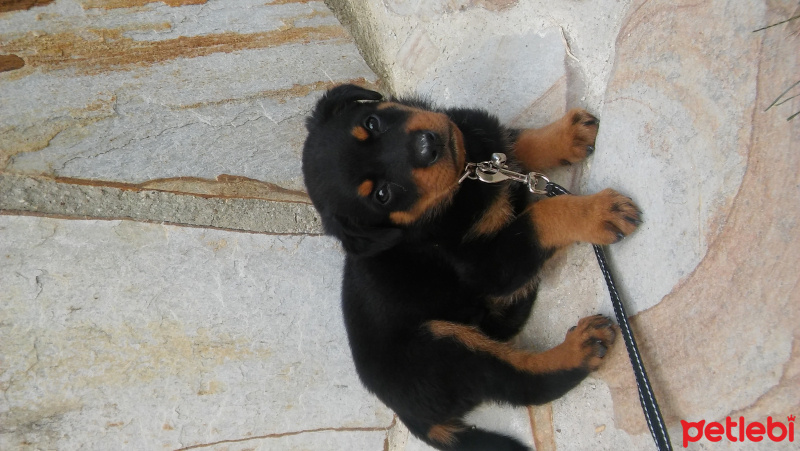 Rottweiler, Köpek  Pasa fotoğrafı