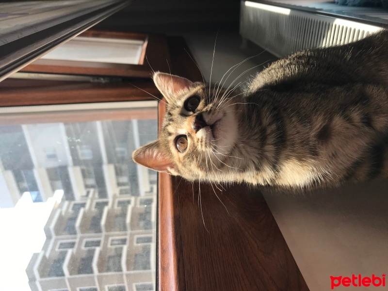 Tekir Kedi, Kedi  Mırmır fotoğrafı