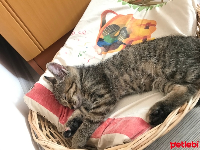 Tekir Kedi, Kedi  Mırmır fotoğrafı