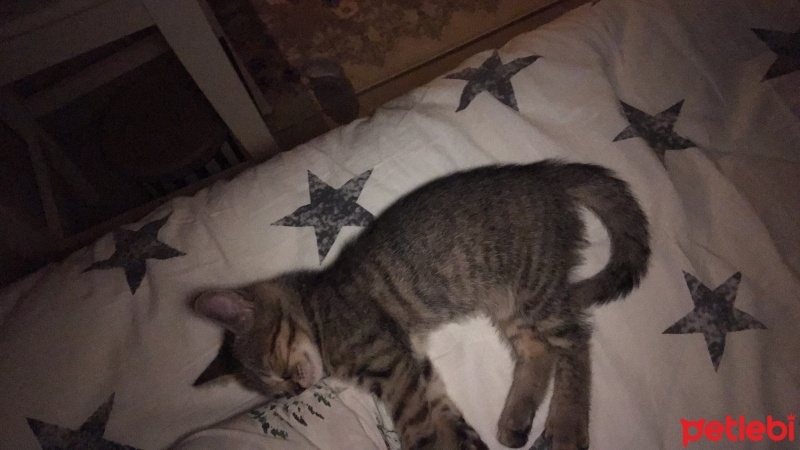 Tekir Kedi, Kedi  Mırmır fotoğrafı