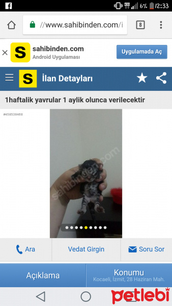 Ankara Kedisi, Kedi  Ponçik fotoğrafı