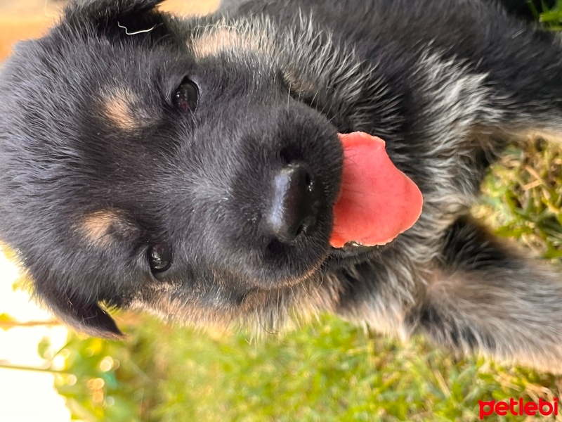 Alman Çoban Köpeği, Köpek  Alman kurdu fotoğrafı