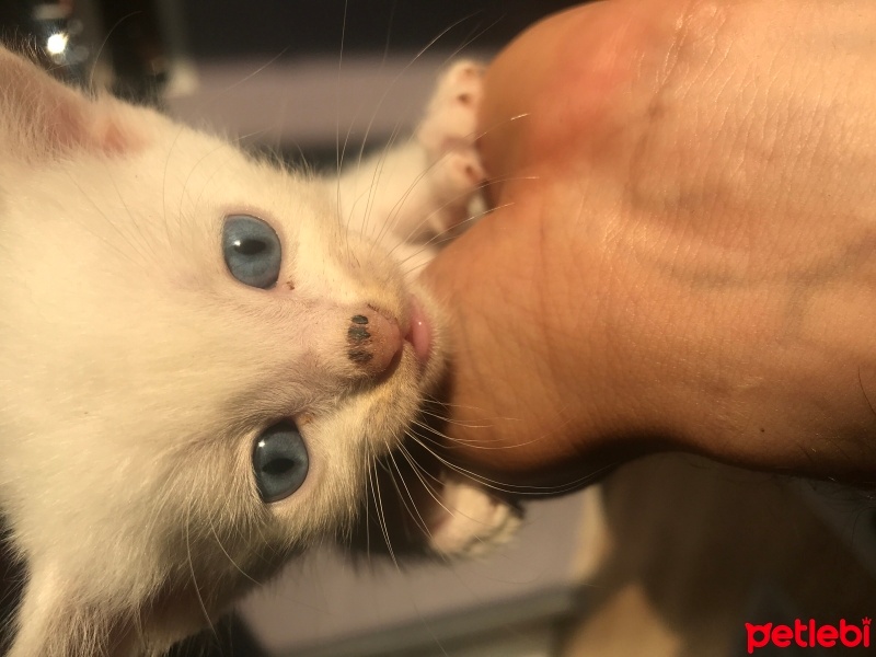 Van Kedisi, Kedi  Bulut fotoğrafı