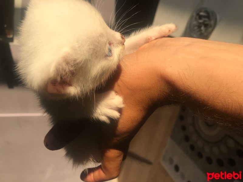 Van Kedisi, Kedi  Bulut fotoğrafı