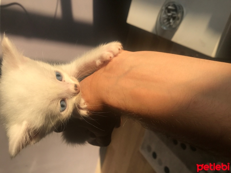 Van Kedisi, Kedi  Bulut fotoğrafı
