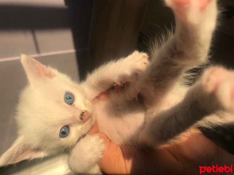 Van Kedisi, Kedi  Bulut fotoğrafı