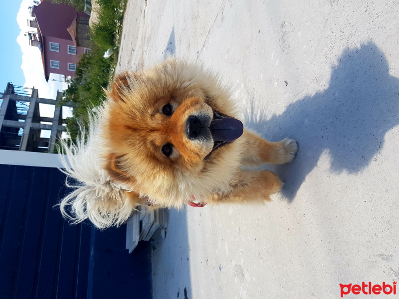 Chow Chow (çin Aslanı), Köpek  Tarçın fotoğrafı