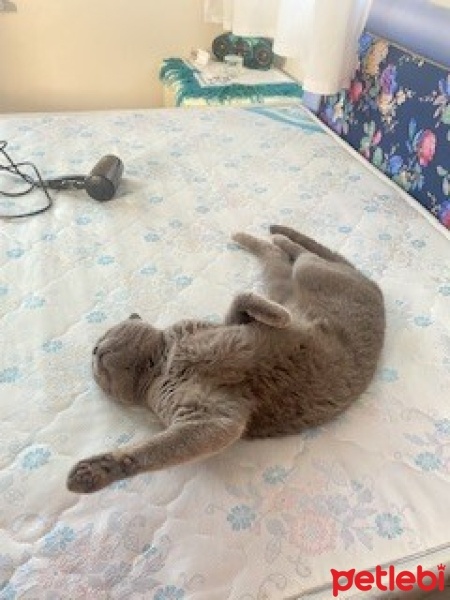 British Shorthair, Kedi  Tomy fotoğrafı