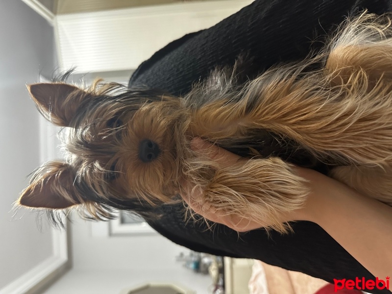 Yorkshire Terrier, Köpek  Kaju fotoğrafı
