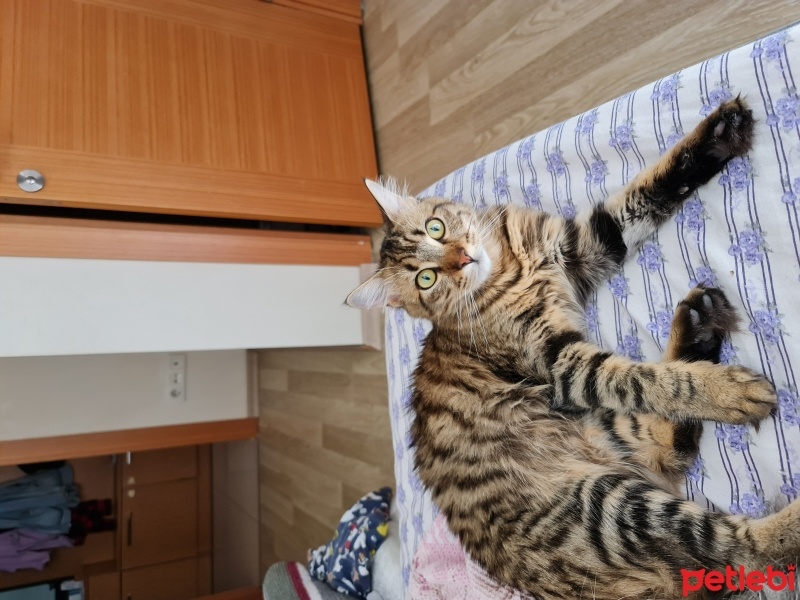 Tekir Kedi, Kedi  Tekir e acil bahçeli yuva fotoğrafı