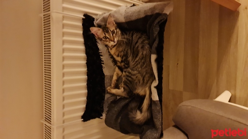 Tekir Kedi, Kedi  Tekir e acil bahçeli yuva fotoğrafı