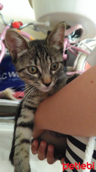 Tekir Kedi, Kedi  Tekir fotoğrafı