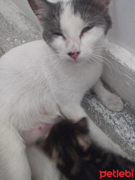 Tekir Kedi, Kedi  Mincir fotoğrafı