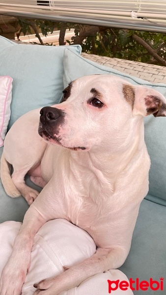 Amerikan Bulldog, Köpek  Sky fotoğrafı
