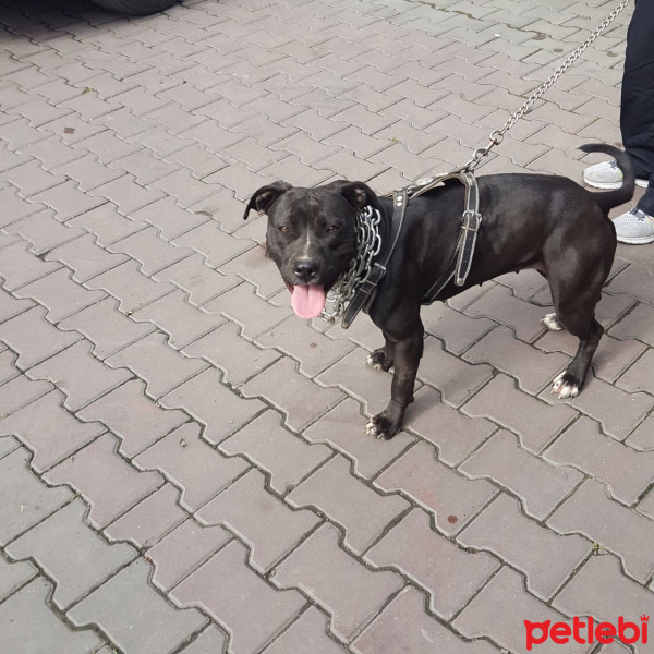 Amerikan Pitbull Terrier, Köpek  Hera fotoğrafı