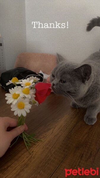 British Shorthair, Kedi  Mişa fotoğrafı