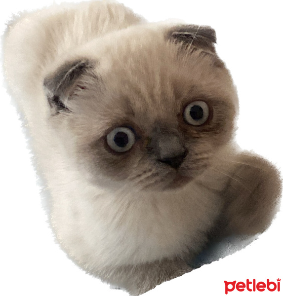 Scottish Fold, Kedi  UZAY fotoğrafı