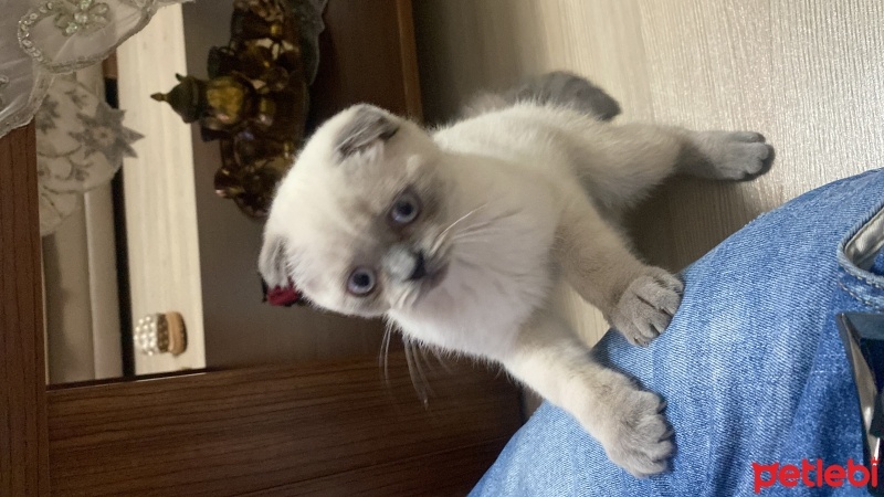Scottish Fold, Kedi  UZAY fotoğrafı