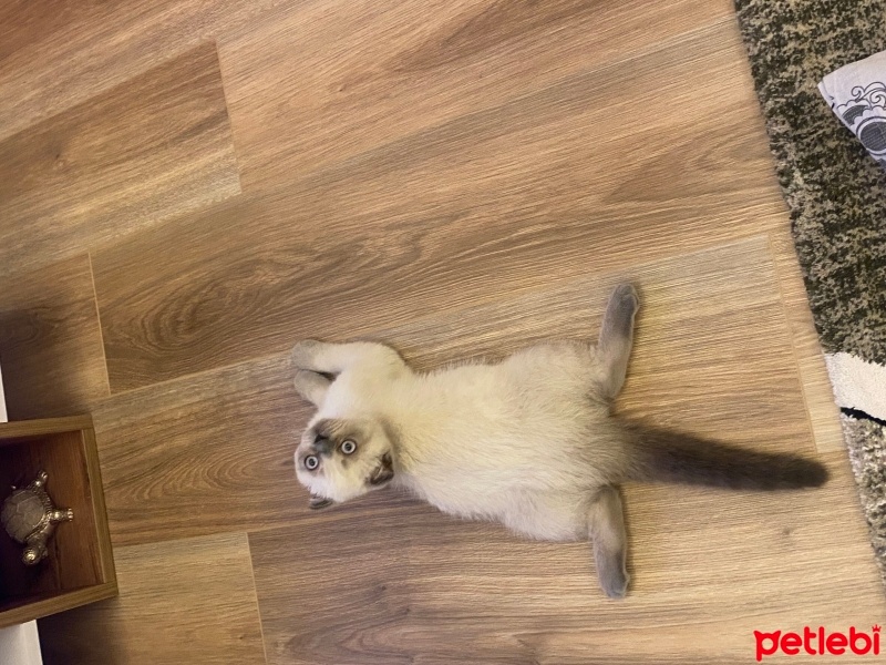 Scottish Fold, Kedi  UZAY fotoğrafı