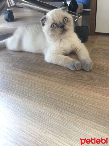 Scottish Fold, Kedi  UZAY fotoğrafı